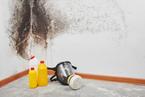 Best Mold Cleaning Services  in Hargill, TX