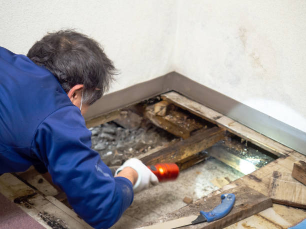 Best Mold Remediation Experts  in Hargill, TX