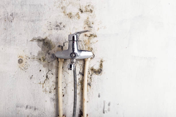 Best Mold Testing  in Hargill, TX