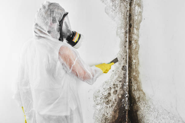 Best Affordable Mold Removal  in Hargill, TX