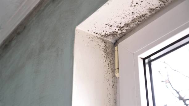 Home Mold Removal in Hargill, TX