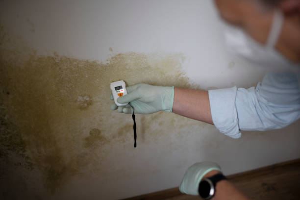 Attic Mold Removal in Hargill, TX