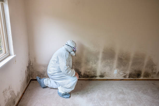 Best Black Mold Removal  in Hargill, TX