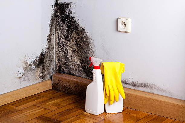 Best Office Mold Removal Services  in Hargill, TX